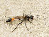 insecten 2022 deel 6